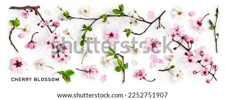 Cherry blossom. Pink sakura spring flowers and white cherry petals isolated on white background. Springtime concept. Creative banner. Flat lay, top view. Floral design element
