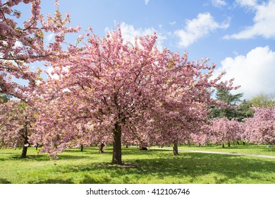 128,586 Cherry blossom orchard Images, Stock Photos & Vectors ...