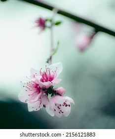 Cherry Blossom (Prunus Subg. Cerasus) Hanging From A Branch