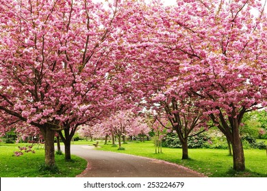 Cherry Blossom Road