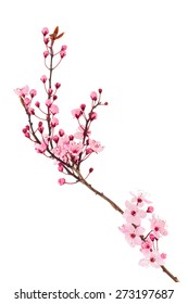 cherry blossom Sakura - Shutterstock ID 273197687