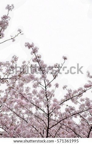 Cherry  blossom, Sakura  blossom in cloudy sky,  Tokyo, Japan, white sky, white background

