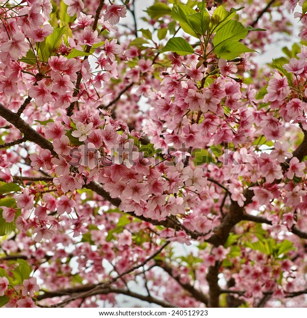 Cherry Blossom Sakura Flower Japanese Language Stock Photo Edit