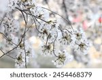 The cherry blossom, or sakura, is the flower of trees in Prunus subgenus Cerasus. "Sakura" usually refers to flowers of ornamental cherry trees, such as cultivars of Prunus serrulata.