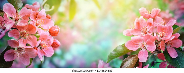 Cherry blossom, sakura flowers. Abstract blurred wide background of spring  blossoms tree, selective focus. 