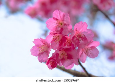 Cherry blossom or sakura flowers at Doi angkhang mountain,chiang mai thailand