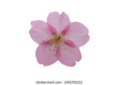 Cherry Blossom Sakura Flowers Isolated On Stock Photo 1455702152 ...