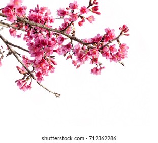 Branche De Cerisier En Fleurs Stock Photos Images