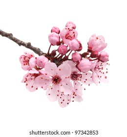 Cherry blossom, sakura flowers isolated on white background - Shutterstock ID 97342853