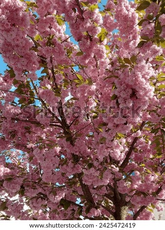 Cherry blossom (Sakura) in full bloom, vivid pink against a bright blue sky, symbolizing spring's renewal and fleeting beauty.