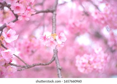 和 春 の画像 写真素材 ベクター画像 Shutterstock