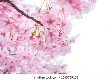 Cherry blossom (Sakura) pink flower. selective focus,Soft pastel color on nature blur background in the morning a spring day - Shutterstock ID 1365739106