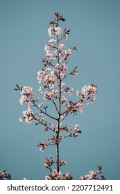 cherry blossom sakura in spring time over blue sky. - Shutterstock ID 2207712491