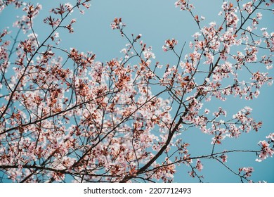 cherry blossom sakura in spring time over blue sky. - Shutterstock ID 2207712493