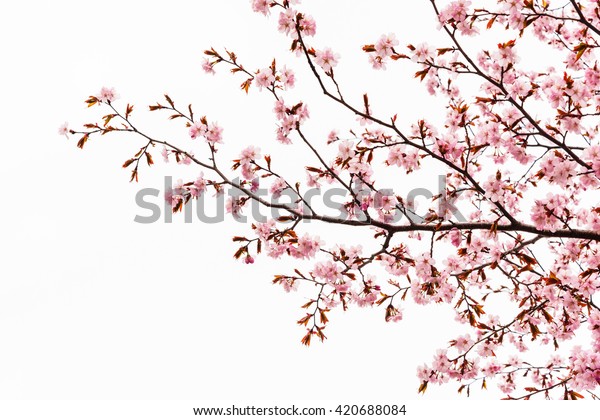 白い背景に桜または桜の木 の写真素材 今すぐ編集