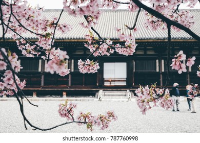 Cherry Blossom at Sanjusangendo Temple during Spring in Kyoto, Japan