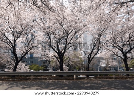 Similar – Foto Bild Sakura #7 Farbfoto