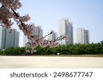 Cherry blossom season on university campus in South Korea - Sungkyunkwan University