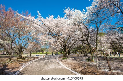 Cherry Blossom In The Shinjuku Gyoen National Gardens In Tokyo, Japan