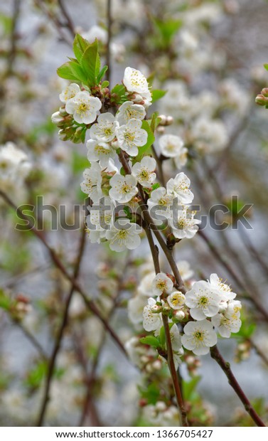 Cherry Blossom Spring Aan English Country Stock Photo Edit Now