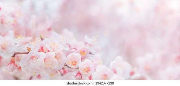 215,927 Macro Cherry Blossom Petal Images, Stock Photos & Vectors ...