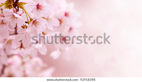 Cherry Blossom Spring Beautiful Pastel Pink Stock Photo Edit Now