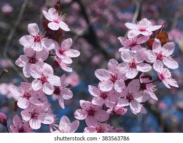 Cherry Blossom In Spring, Close Up.