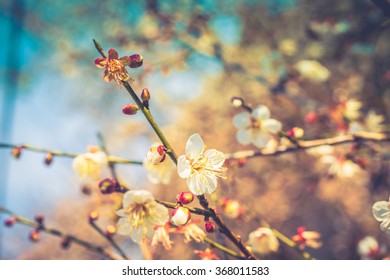 cherry blossom in spring, It's the signal of New Year in asia - Shutterstock ID 368011583