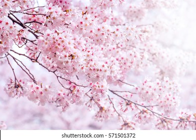 Cherry Blossom in spring with Soft focus, Sakura season in korea,Background. - Powered by Shutterstock