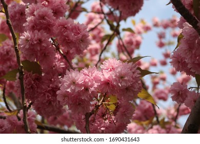 Cherry Blossom in Springtime, Beautiful Pink Flowers