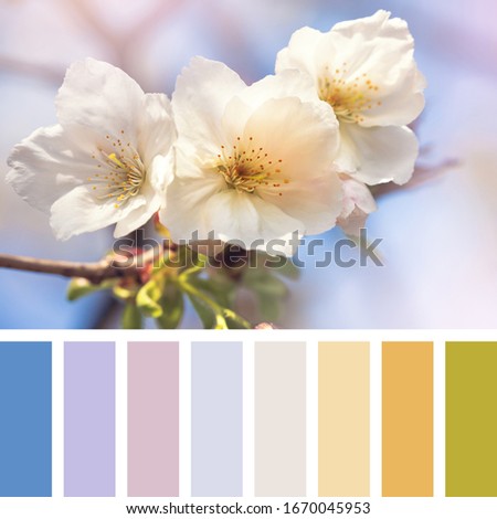 Cherry blossom in springtime. In a colour palette with complimentary colour swatches.