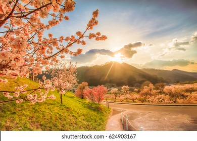 Cherry Blossom In Springtime Tree On Blue Sky And Sakura On Road , Nagano,Japan.