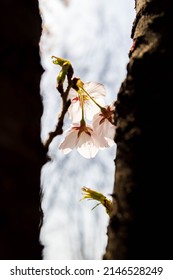 Cherry Blossom Through The Trees Shadow