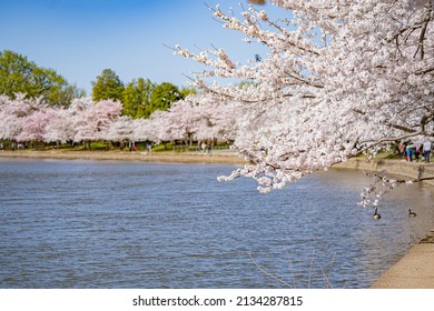 Cherry Blossom In Tidal Basin, Washington, DC