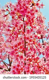 Cherry Blossom Time In Riverside Park, New York City