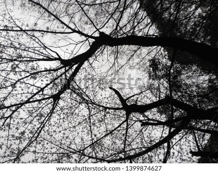 Similar – Image, Stock Photo Forest & Trees Environment