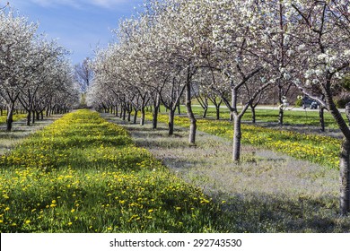 Cherry Blossom At Traverse City, Michigan