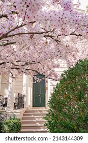 Cherry Blossom. Cherry Tree Is Blooming Outside White Building In Notting Hill Area. London Street Is Full Of Colourful Houses And Beautiful Architecture