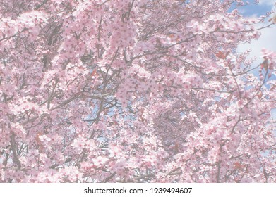 Cherry Blossom Tree Blurry Background Springtime Stock Photo 1939494607 ...