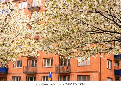 Cherry blossom tree by a brick apartment house - Powered by Shutterstock