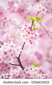 Cherry Blossom Tree In Full Bloom