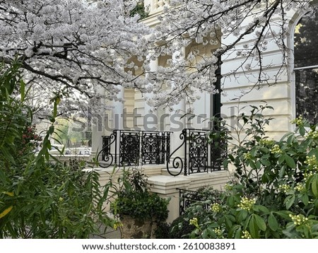 Cherry blossom tree in full bloom near a townhouse with white columns and wrought iron railings in springtime. Notting Hill, London, England, UK.