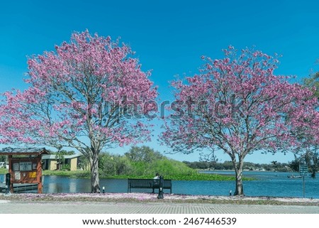 Cherry Blossom tree in Ocoee Florida