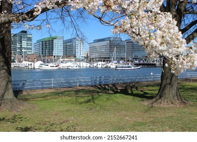 Cherry Blossom Tree Over Boats The Wharf DC