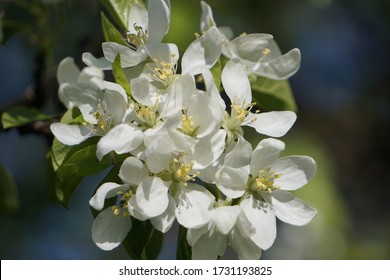 Cherry blossom tree with small white and pink flowers upclose