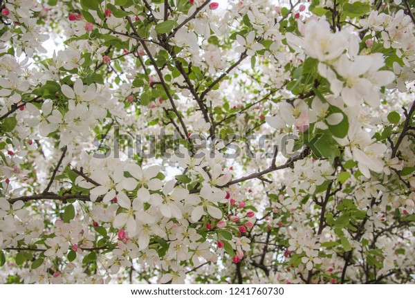 Cherry Blossom Tree White Pink Flowers Stock Photo Edit Now 1241760730