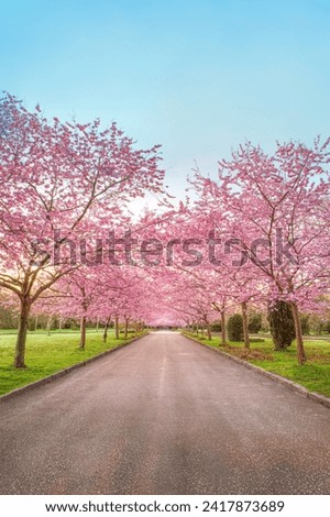 Cherry Blossom Trees, Bispebjerg Cemetery, Copenhagen, Denmark.