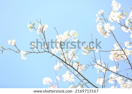 Cherry Blossom Trees bring billowy pink and white blooms in the spring.