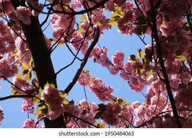 Cherry Blossom Trees In The Brooklyn Botanic Garden In New York City. Gorgeous Pink Blooms In The Spring Time.