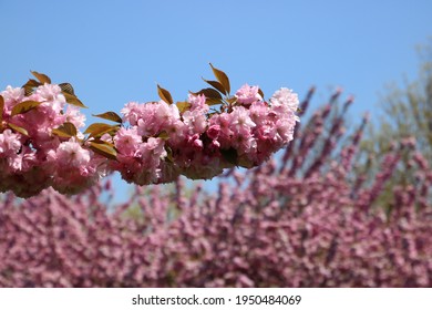 Cherry Blossom Trees In The Brooklyn Botanic Garden In New York City. Gorgeous Pink Blooms In The Spring Time.